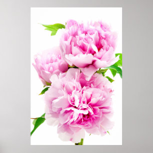 Poster Peine rose