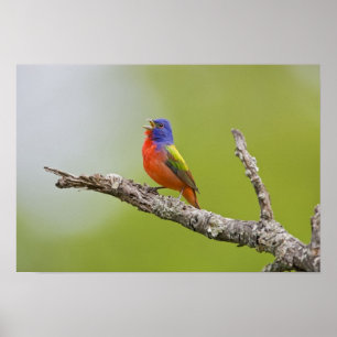Poster Peint Bunting Passerina ciris) chant masculin