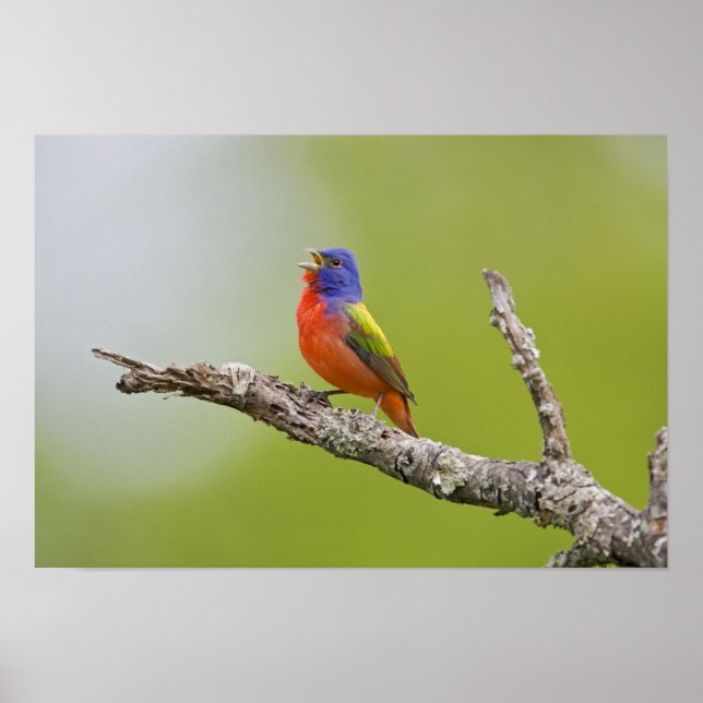 Poster Peint Bunting Passerina ciris) chant masculin (Devant)