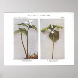 Poster Peint Wake-Robin - Trillium undulatum