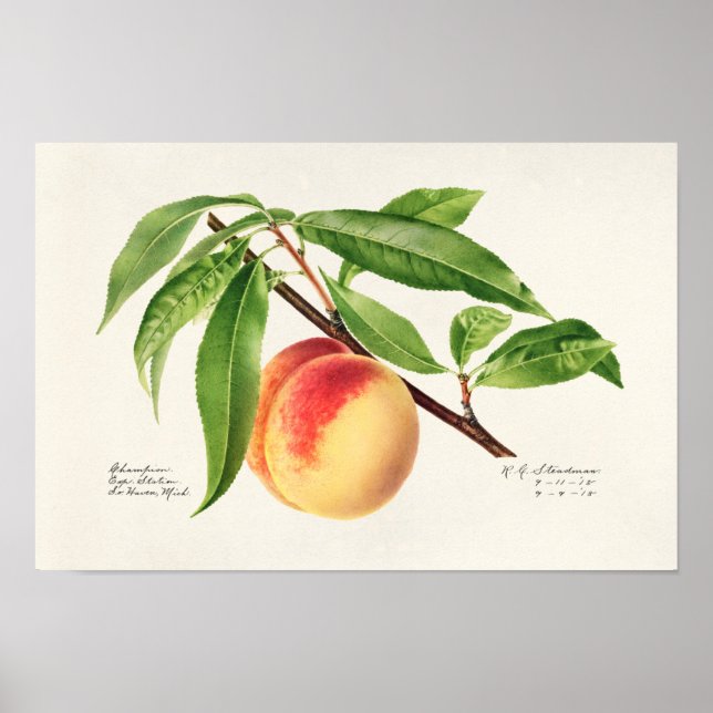 Poster Peinture à base de fruits à la broche (Prunus Pers (Devant)