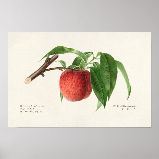 Poster Peinture à base de fruits à la broche (Prunus Pers (Devant)