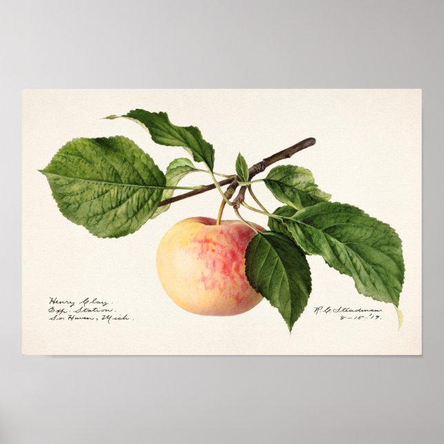 Poster Peinture à l'aquarelle de fruits (Malus Domestica) (Devant)