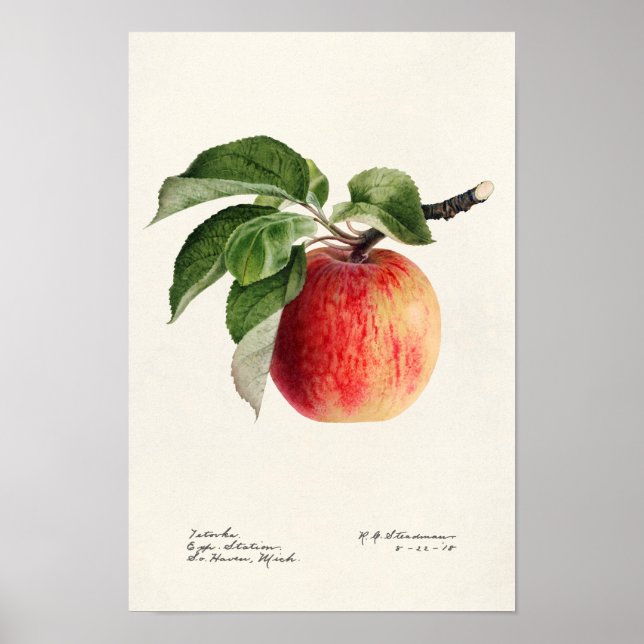 Poster Peinture à l'aquarelle de fruits (Malus Domestica) (Devant)
