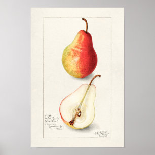 Poster Peinture à l'aquarelle de fruits (Pyrus Communis)