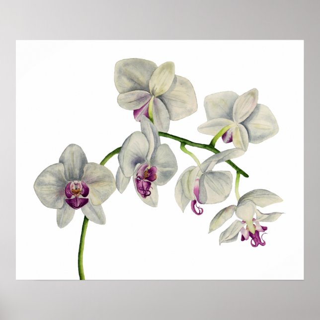 Poster Peinture à l'aquarelle des orchidées (Devant)