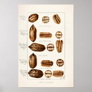 Poster Peinture à l'aquarelle des Pecans (Carya Illinoine