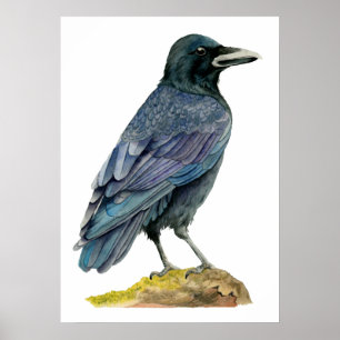 Poster Peinture à l'aquarelle du corbeau