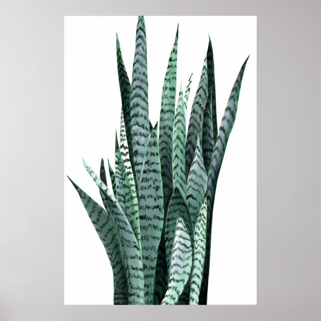 Poster Peinture acrylique Plante serpent (Devant)