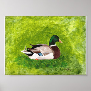 Poster Peinture de canard colvert assis dans l'herbe Affi