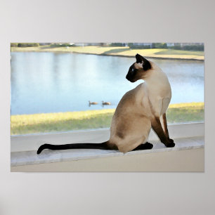 Poster Peinture de chats de Siamese paisible