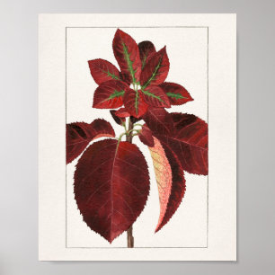 Poster Peinture de Feuilles de chokecherry (Prunus virgin
