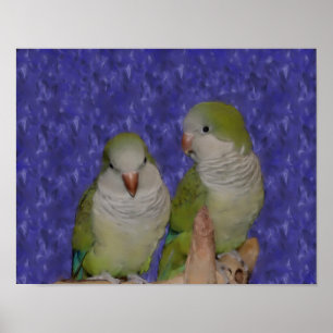 Poster Peinture de la paire de perroquets de bébé Quaker