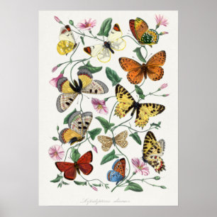 Poster Peinture de papillon et de mite. par Paul Gervais