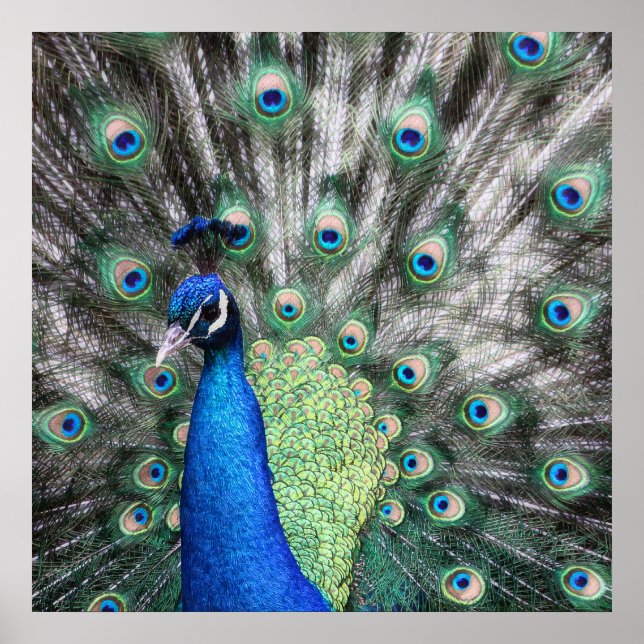 Poster Peinture de Peacock étalant ses plumes (Devant)