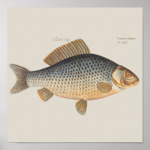 Poster Peinture de pêche de carpe dessin d'eau douce