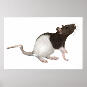 Poster Peinture de rat pour animaux