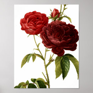 Poster Peinture de roses vintages rouge profond