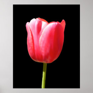 Poster Peinture de tulipe à tige unique spéciale