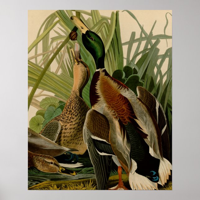 Poster Peinture d'oiseaux de Mallard Duck Audubon (Devant)