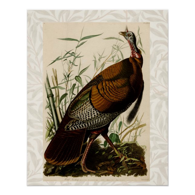 Poster Peinture d'oiseaux sauvages de Turquie Audubon (Devant)