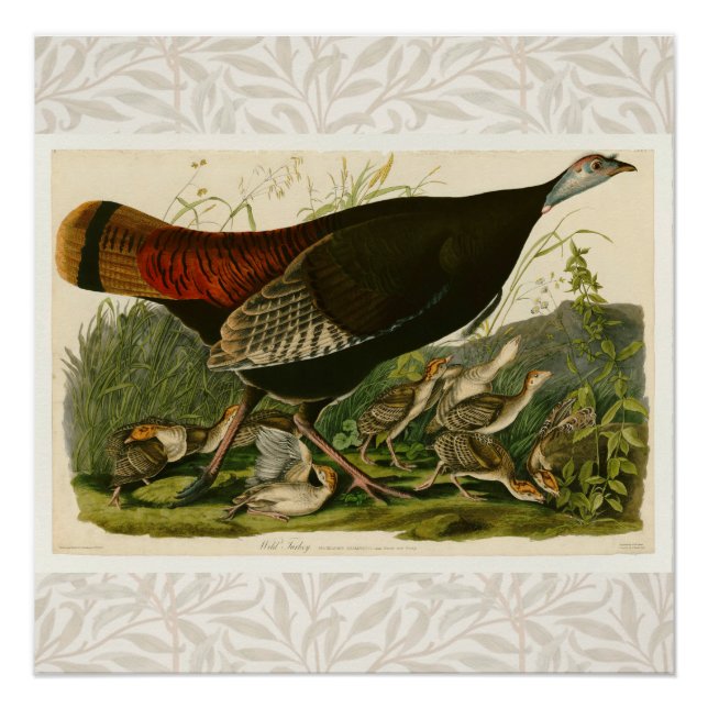 Poster Peinture d'oiseaux sauvages de Turquie Audubon (Devant)