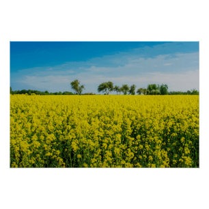 Poster Peinture d'un champ de fleurs jaunes