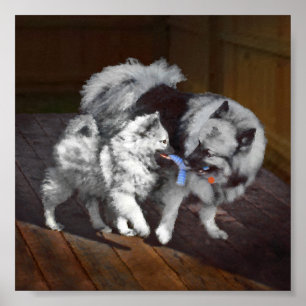 Poster Peinture Keeshond Playtime - Jolie art original ch