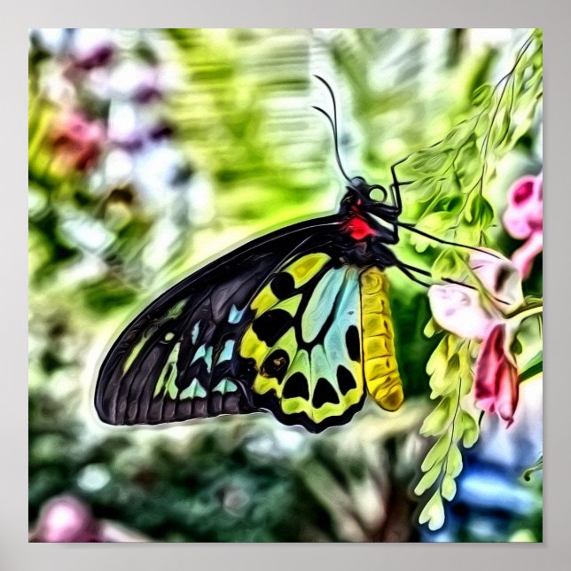 Poster Peinture papillon (Devant)