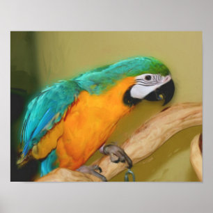 Poster Peinture photo de perroquet bleu or Macaw