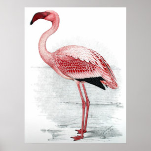 Poster Peinture rose vintage de Flamant rose