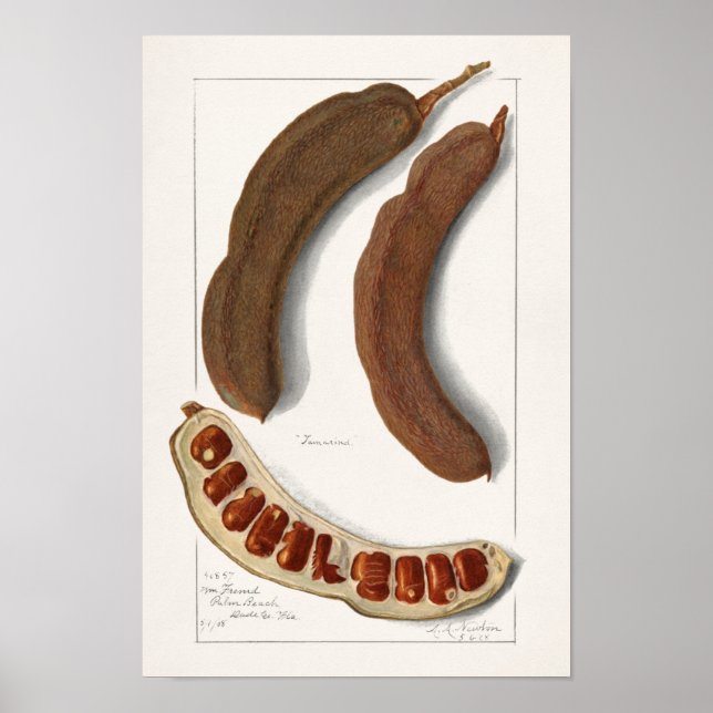 Poster Peinture tamarine indienne (Tamarindus Indica) (Devant)