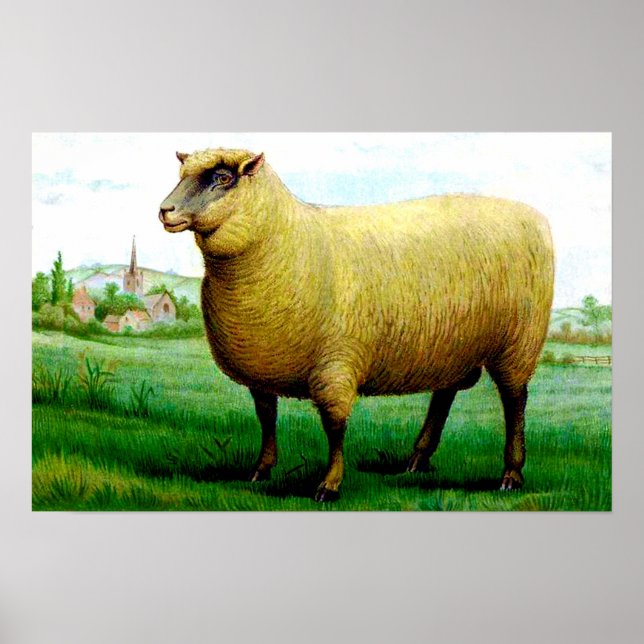 Poster peinture vintage de mouton (Devant)
