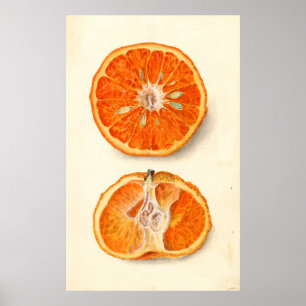 Poster Peinture vintage de Tangerines