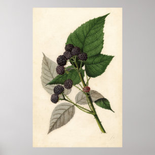 Poster Peinture vintage des Blackberry