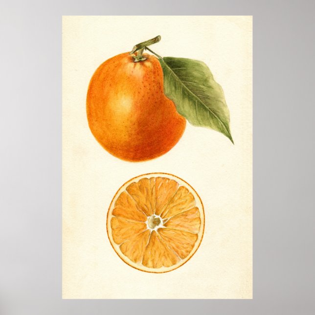 Poster Peinture vintage d'une orange (Devant)