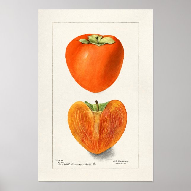 Poster Peinture vintage Persimmons Fruit Aquarelle (Devant)
