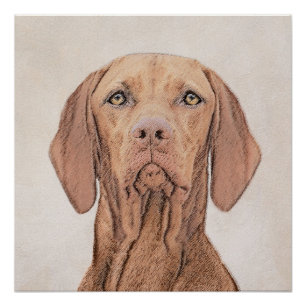 Poster Peinture Vizsla - Joli art original chien