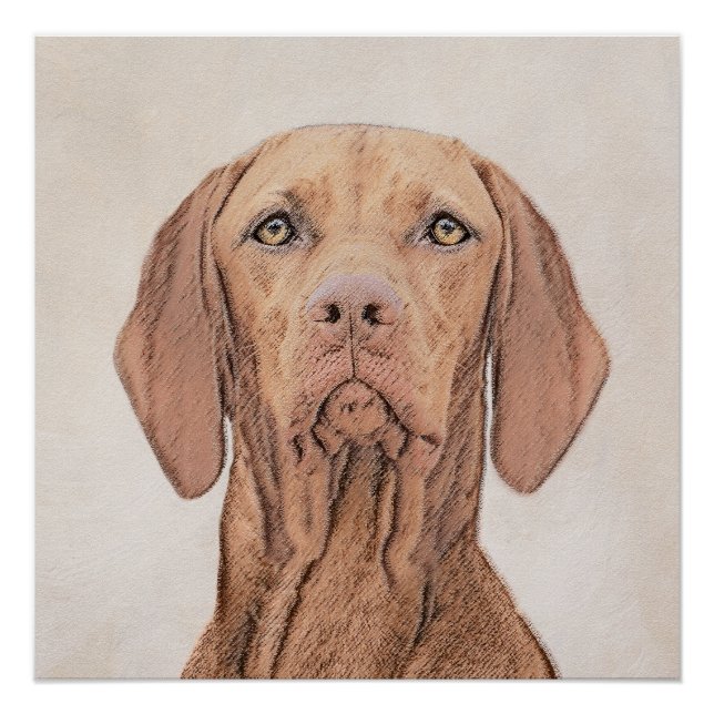 Poster Peinture Vizsla - Joli art original chien (Devant)