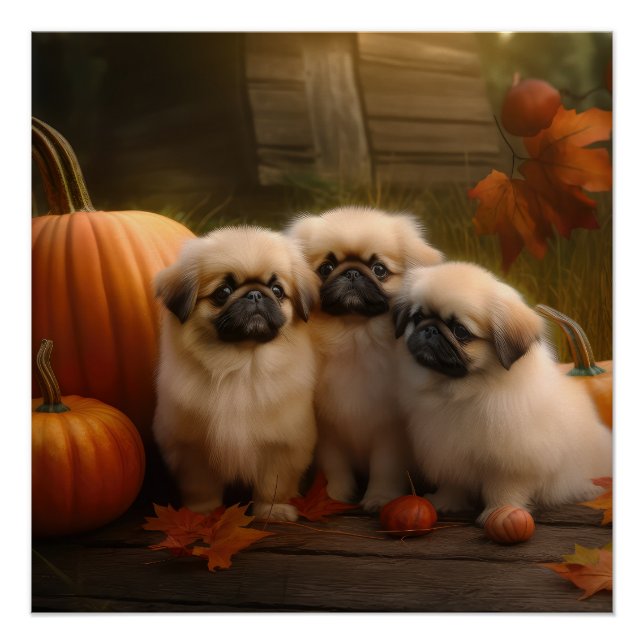 Poster Pekingese Chiot Automne Citrouille délice (Devant)