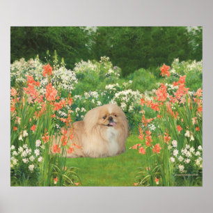 Poster Pékinois dans un jardin
