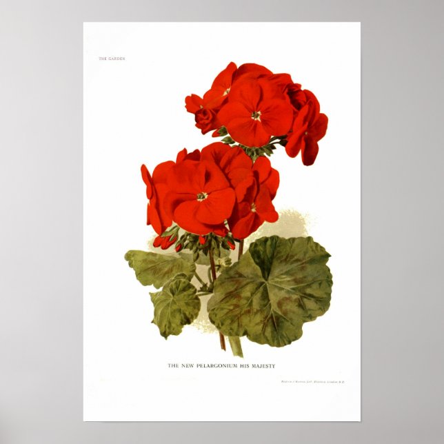 Poster Pelargonium 'Sa Majesté' (Devant)
