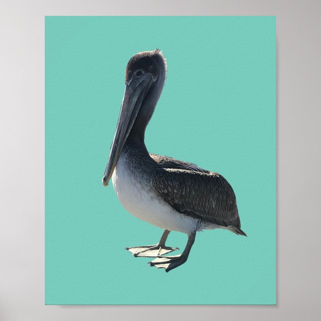 Poster Pélican (Devant)