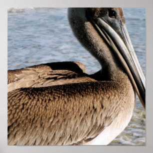 Poster Pélican