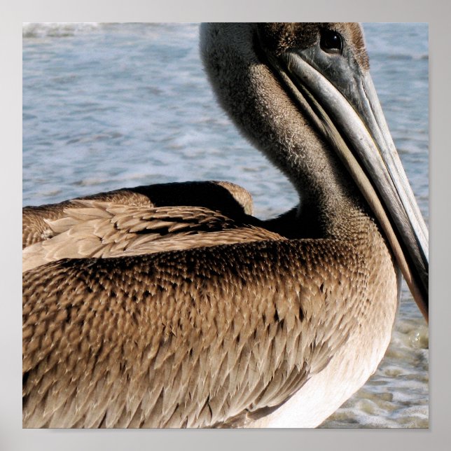 Poster Pélican (Devant)