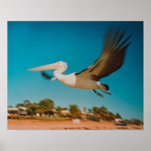 Poster Pélican