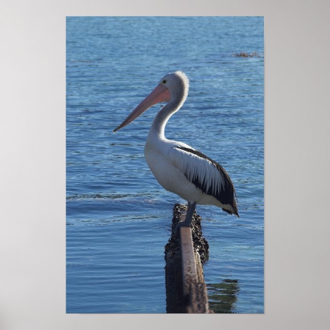 Poster Pélican (Devant)