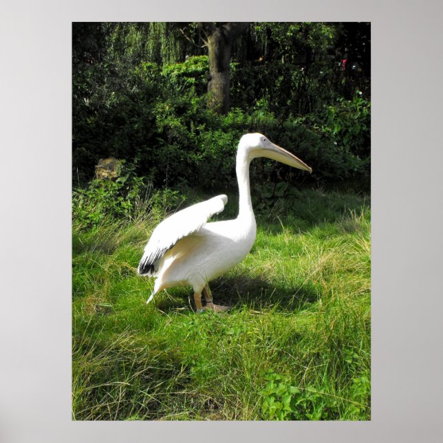 Poster Pélican (Devant)
