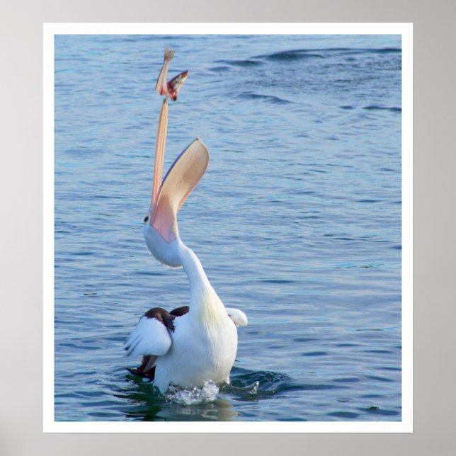 Poster Pélican attraper un poisson (Devant)