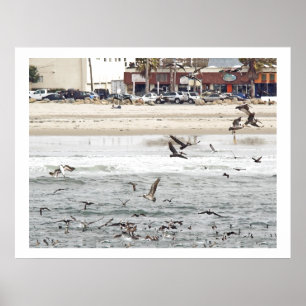 Poster Pelican Birds Wildlife Animals